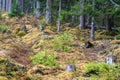 Stumps and lots of moss on the edge of the forest