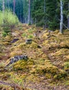 Stumps and lots of moss on the edge of the forest