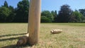 Cricket bails removed from a set of stumps