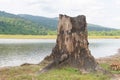 Stumps on the river caused by deforestation and forest burning in Thailand, Royalty Free Stock Photo