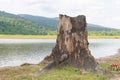 Stumps on the river caused by deforestation and forest burning in Thailand,