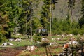 Stumps of trees on the background of lively greens of the coniferous trees