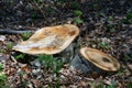 The stumps of two cut trees in the forest Royalty Free Stock Photo