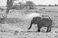 A Stumpy African Elephant dusting