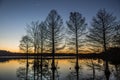 Stumpy Lake Bald Cypress Silhouette