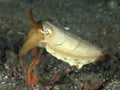Stumpy-spined cuttlefish Royalty Free Stock Photo