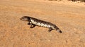 Stumpy tailed lizard Royalty Free Stock Photo