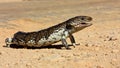 Stumpy tailed lizard Royalty Free Stock Photo