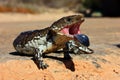 Stumpy tailed lizard Royalty Free Stock Photo