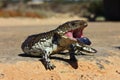 Stumpy tailed lizard Royalty Free Stock Photo