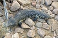 Stumpy tailed lizard or shingleback lizard Royalty Free Stock Photo