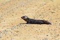 Stumpy tailed lizards (Tiliqua rugosa) abound in rural Australia