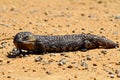 Stumpy tailed lizards (Tiliqua rugosa) abound in rural Australia Royalty Free Stock Photo