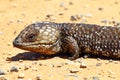 Stumpy tailed lizards (Tiliqua rugosa) abound in rural Australia