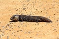 Stumpy tailed lizards (Tiliqua rugosa) abound in rural Australia