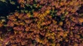 Stuning Fall Foliage at Autumn Season over Woodlands. Aerial Top Down Drone View