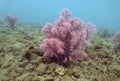 Stuning Soft Coral at Gili Asahan