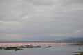 Stuning view of the Savannah lake full of flamingos, flamingo flock chilling in the savannah. Africa. Kenya