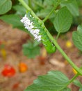 A Stunned Tomato / Tobacco Hornworm as host to parasitic braconid wasp eggs