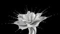 Elegant White Liquid Flower Splash on Black Background Royalty Free Stock Photo