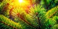 Stunning Aerial Drone Shot Captures Intricate Pine Needle Texture of a Coniferous Forest Unveiling Detailed Branch