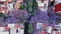 Breathtaking Aerial View of Jacaranda Trees in Full Bloom, Mexico City