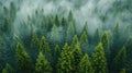 Majestic Aerial View of Misty Pine Forest - Tranquil Nature Background with Serene Fog Royalty Free Stock Photo