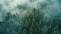 Misty Pine Forest Aerial View - Serene Foggy Nature Background Royalty Free Stock Photo