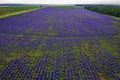 A lavender field in endless rows Royalty Free Stock Photo