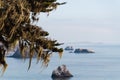 Stunning aerial view of the ocean meeting the coast, with a foreground of lush green mossy branches