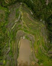 a beautiful view of a large rice field in indonesia, from a bird's