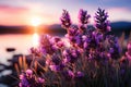 Stunning agriculture harvest scene with lush lavender field, lavandula angustifolia