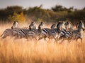 A Group of Zebras running across the plains