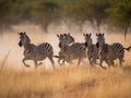 A Group of Zebras running across the plains Royalty Free Stock Photo