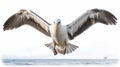 Stunning Albatross In Flight: Captivating Oceanic Imagery
