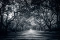 A stunning alley lined with old live oak trees