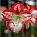 A stunning amaryllis with bright red petals and a white center that looks like a starburst, generative AI Royalty Free Stock Photo