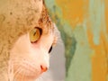 Beautiful cat staring at the camera through a yellow wall - selective blurring Royalty Free Stock Photo