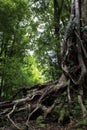 Giant tree trunk and roots Royalty Free Stock Photo