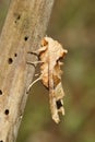 A stunning Angle Shades Moth Phlogophora meticulosa perched on a plant stem.