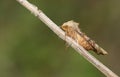 A pretty Angle Shades Moth, Phlogophora meticulosa, resting on the stem of a plant.