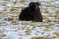 A stunning animal portrait of a black horned sheep in a snow covered field Royalty Free Stock Photo