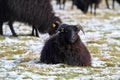 A stunning animal portrait of a black horned sheep in a snow covered field Royalty Free Stock Photo