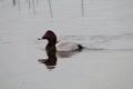 A stunning animal portrait of a black and white Duck