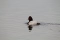 A stunning animal portrait of a black and white Duck