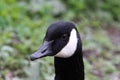 A stunning animal portrait of a Canadian Goose Royalty Free Stock Photo