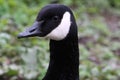 A stunning animal portrait of a Canadian Goose Royalty Free Stock Photo