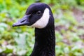 A stunning animal portrait of a Canadian Goose Royalty Free Stock Photo