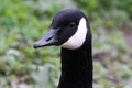 A stunning animal portrait of a Canadian Goose Royalty Free Stock Photo