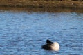 A stunning Animal Portrait of a Canadian Goose on a lake